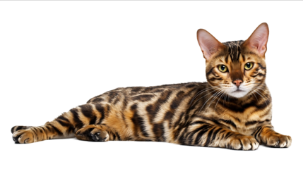 Bengal cat isolated on a white background full body in a photo studio with copy space for a text banner