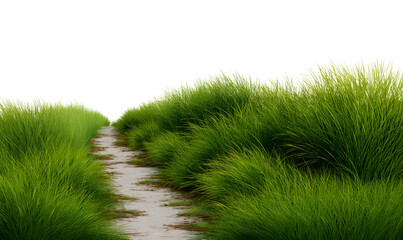 Lush Green Grass Pathway Through Vibrant Nature Landscape Isolate on Transparent Background, cutout, png