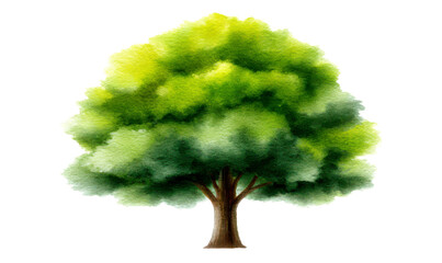 Watercolor Lush Green Tree Illustration with Vibrant Foliage and Branches Isolate on Transparent Background, cutout, png