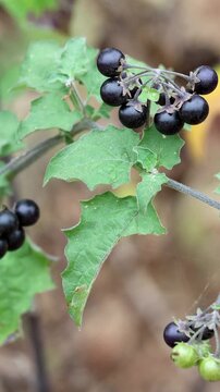 Greenspot Nightshade, Solanum Douglasii, an enticing native synoecious subshrub displaying mature globose glabrous calycate indehiscent berry fruit during Summer in Coastal Los Angeles County.