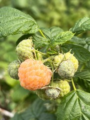 Owoce maliny, 100 % natura, polska wieś  © Maciej G. Szling