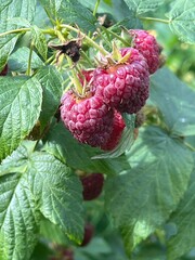Owoce maliny, 100 % natura, polska wieś  © Maciej G. Szling