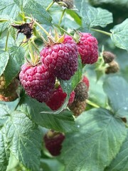 Owoce maliny, 100 % natura, polska wieś  © Maciej G. Szling