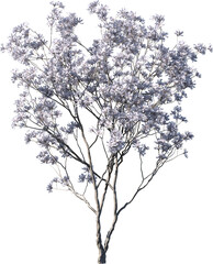 Fototapeta premium Transparent tree, nature, winter, branch, white, silhouette, isolated, snow, sky, black, bare, season, cold, forest, landscape, plant, dead, single, branches, vector, blue, trees, christmas