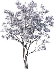 Transparent tree, nature, winter, branch, white, silhouette, isolated, snow, sky, black, bare, season, cold, forest, landscape, plant, dead, single, branches, vector, blue, trees, christmas