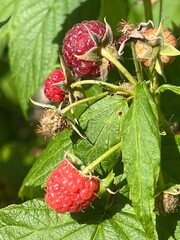 Owoce maliny, 100 % natura, polska wieś  © Maciej G. Szling