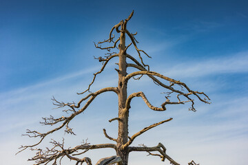 Gnarled, dry branches of a dead tree stand out against a vibrant blue sky, creating a stark...