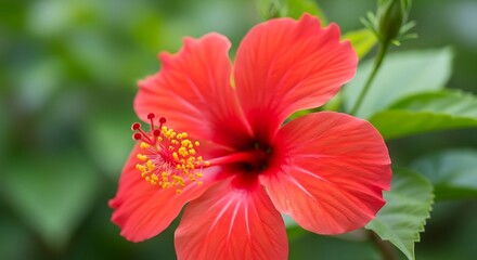 Vibrant Red Hibiscus Flower in Bloom.