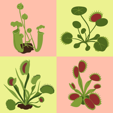 set illustration vector graphic of carnivorous plants flytrap and nepenthes