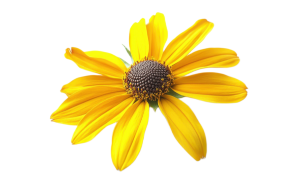 Blooming yellow rudbeckia flower isolated on white background, png