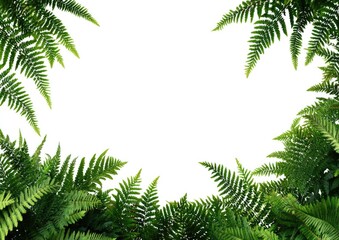 Obraz premium Lush fern foliage frames a white space
