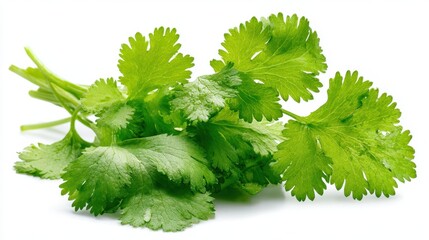 Fototapeta premium Vibrant Cilantro Sprigs Isolated on Crisp White Background - Fresh, Herbal, and Organic Vegetarian Spice