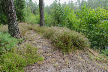 a blooming heather field surrounded by a forest, peace and quiet
