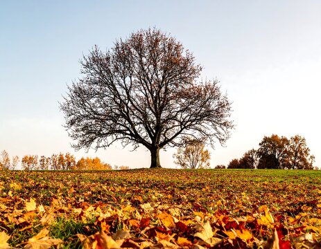 Autumnal landscape with lone tree - Powered by Adobe
