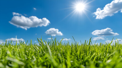 Sunny Day Green Grass Background Image