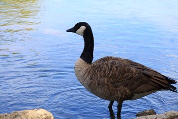 Canada goose（カナダ雁）