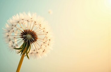 Dandelion seed head with delicate white seeds against soft pastel background