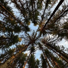 Forest in central Europe, very tall trees with straight trunks pointing straight to the blue sky.