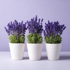 Fototapeta premium Three lavender plants in white pots against a muted purple background