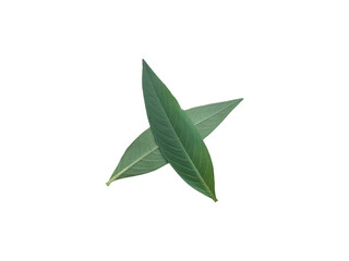 Pair of Green Leaves Overlapping on White Isolated