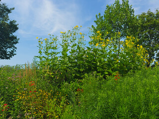 A large cluster of yellow daisies blooms above black-eyed susans and other flowers in a natural garden