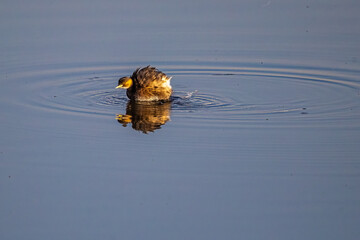 Little Grebe