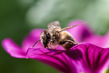 Honey bee Apis mellifera macro on purple flower collecting pollen close up