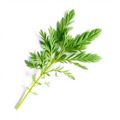 A single vibrant green fern frond with delicate feathery leaves isolated on a clean white background