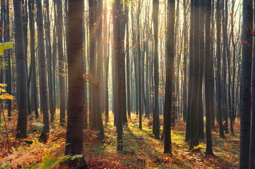 The evening wood at the beginning of October. Sunshine and shadows draw a fancy ornament on the...
