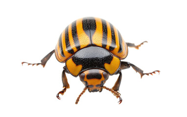 Colorado Potato Beetle isolated on white background, png