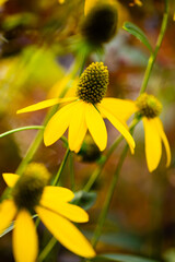 Bright yellow flower of rudbeckia vertical photo, coneflowers or black eyed susans, in a garden. Rudbeckia fulgida or perennial coneflower blossoming outdoors. Rudbeckia hirta Maya.
