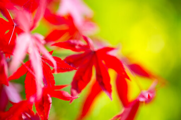 Autumn leaves, autumn background with red maple leaves with free space for text, autumn leaves...