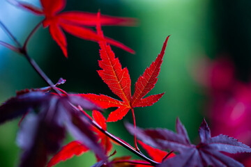 Autumn leaves on dark background, autumn background with red maple leaves with free space for text,...
