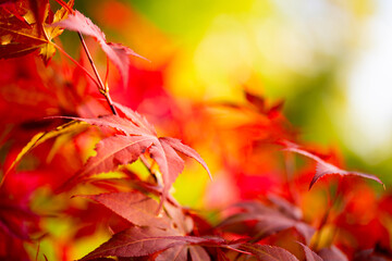 Autumn leaves on sunny background, autumn background with red maple leaves with free space for text, autumn leaves background with soft focus