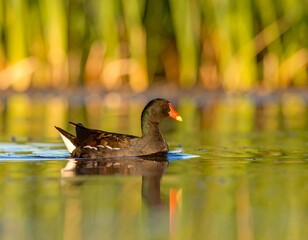 A bird swimming on a tranquil pond