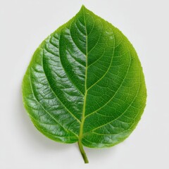 Obraz premium Single vibrant green leaf with detailed veins on a light background