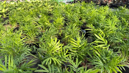 Potted plants arranged in vibrant colors at a garden center, showcasing various species and textures in a lively outdoor setting Flowers growing in plant Cactus, palm trees tropical bathed in warm sun