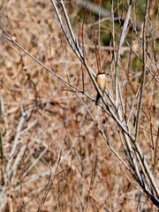 百舌鳥のいる風景