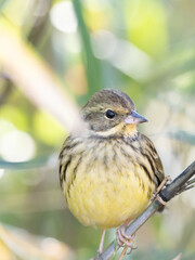 アオジのポートレート