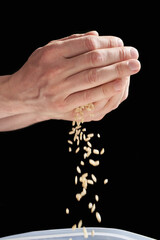 Caucasian adult hands holding and pouring rice grains against black background.