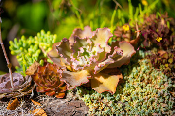 Beautiful assortment of different types of succulents in the garden close up