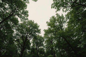 Upward Forest Canopy View, Overcast Day