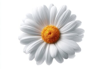 Close-up of a white daisy.  Bright, soft focus