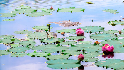 Pond with lotuses. Water lily close-up. Faded flower with fallen petals, ripe lotus capsule with...
