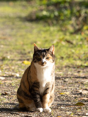 猫のポートレート