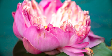 Lotus pond. Water lily close up. Sacred lotus flower in Buddhism. Calmness and tranquility. Spa...