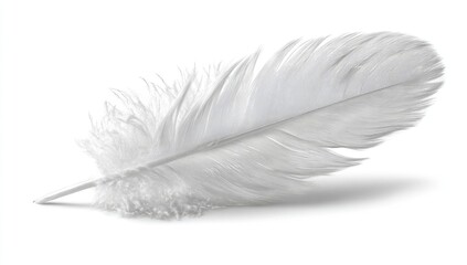 Obraz premium Single white feather, slightly angled, against a plain white background. Delicate structure, soft texture. A subtle shadow is cast beneath it