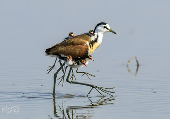 White-breasted Waterhen Carrying Chicks