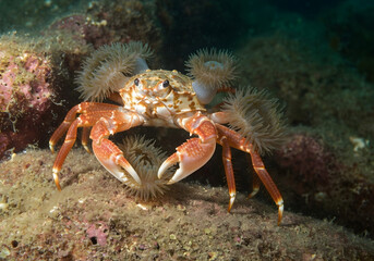 Anemone Crab with Symbiotic Sea Anemones