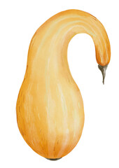 Autum pumpkin clipart set - Hand drawn watercolor PNG